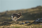 Mountain Hare (Lepus timidus) running across moorland, Scotland